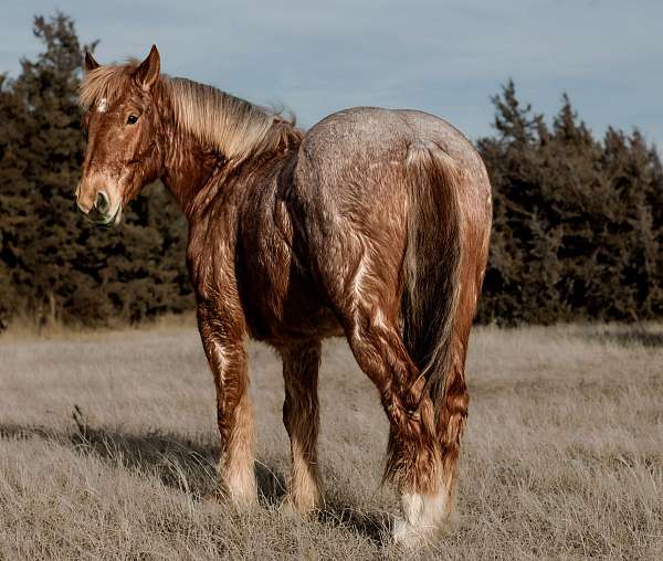 driving-draft-horse