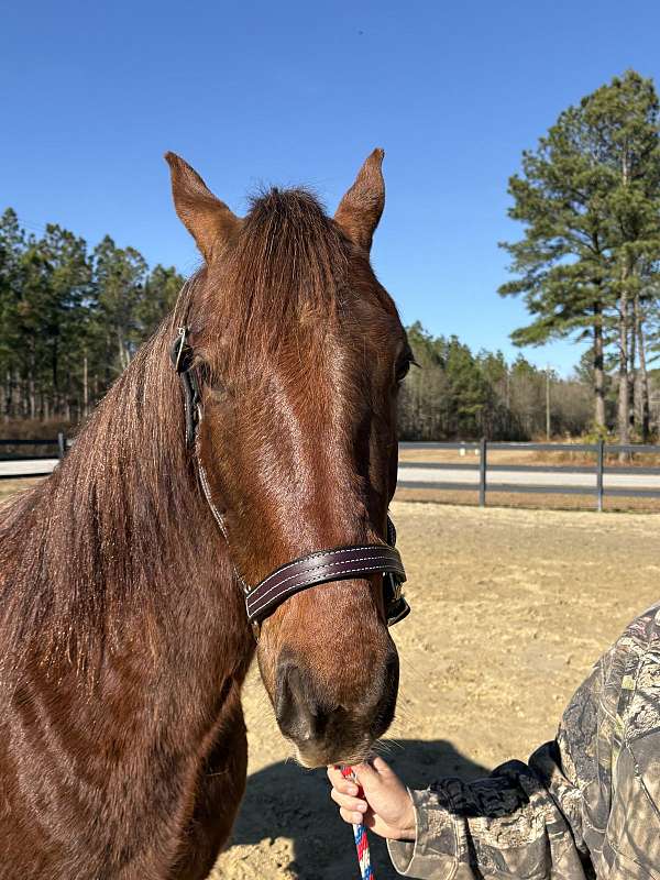 canters-morgan-horse