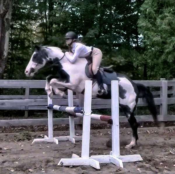 barrel-racing-paint-pony