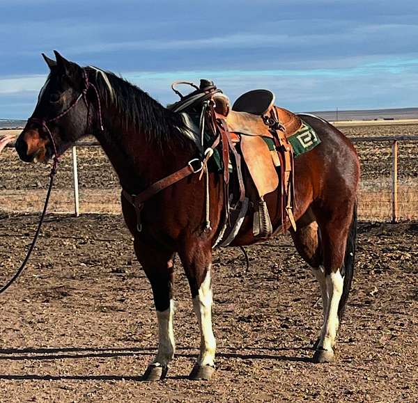 ranch-paint-horse