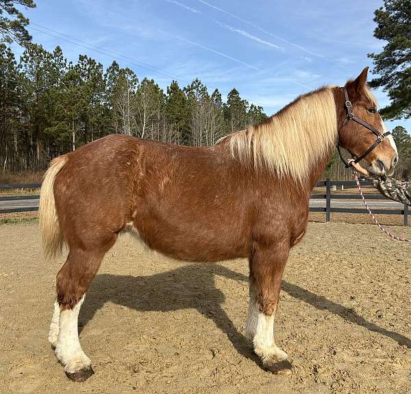 four-year-old-belgian-horse