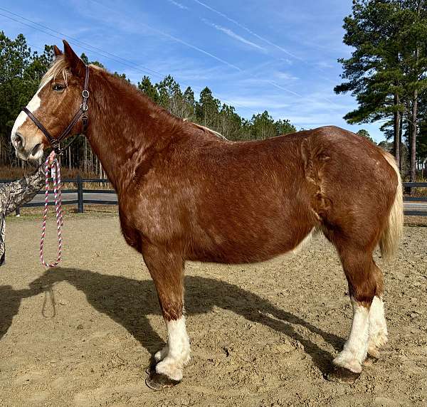 great-on-the-trails-belgian-horse