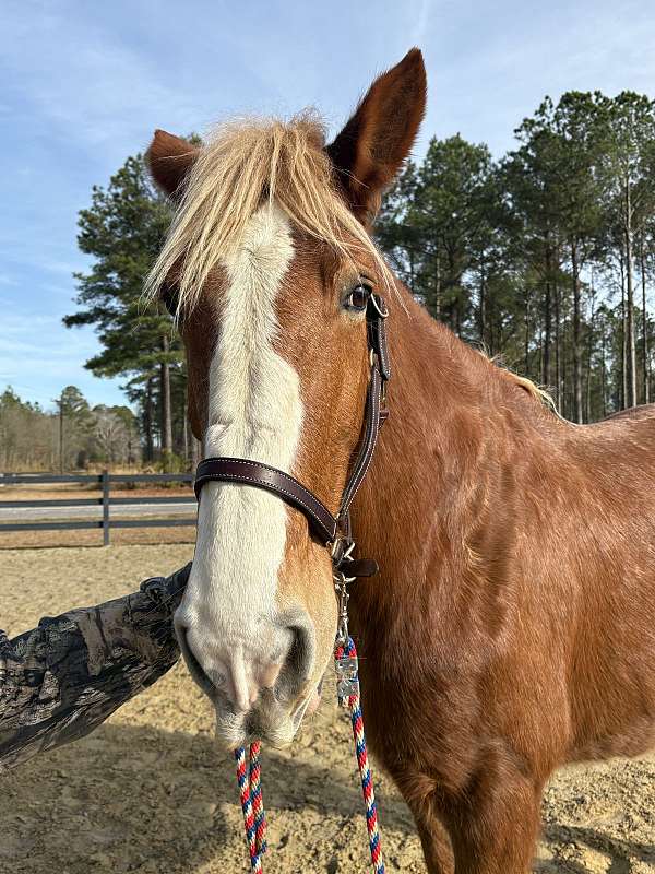 job-belgian-horse