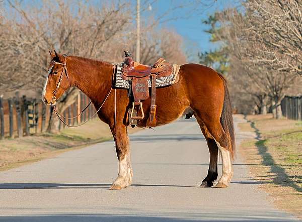 english-pleasure-draft-horse