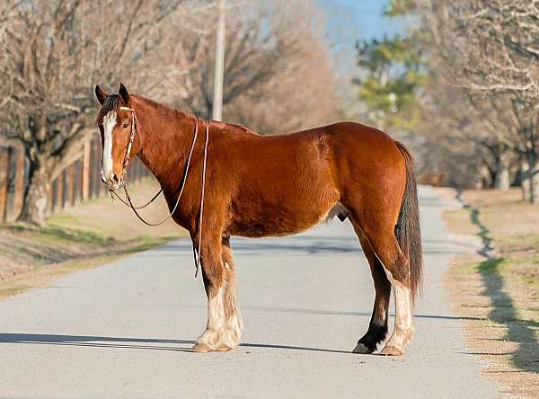 kid-safe-draft-horse