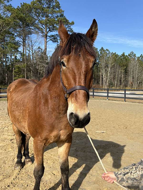 barn-belgian-horse