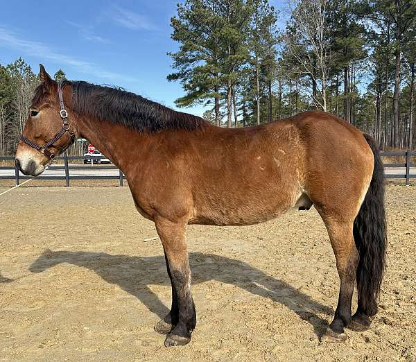 beginners-belgian-horse