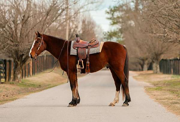 hauls-draft-horse