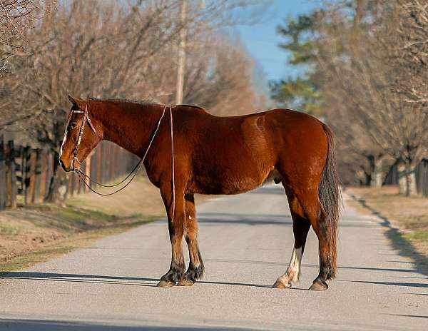 high-draft-horse