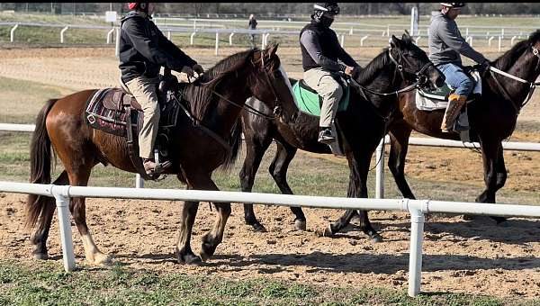 loads-draft-horse