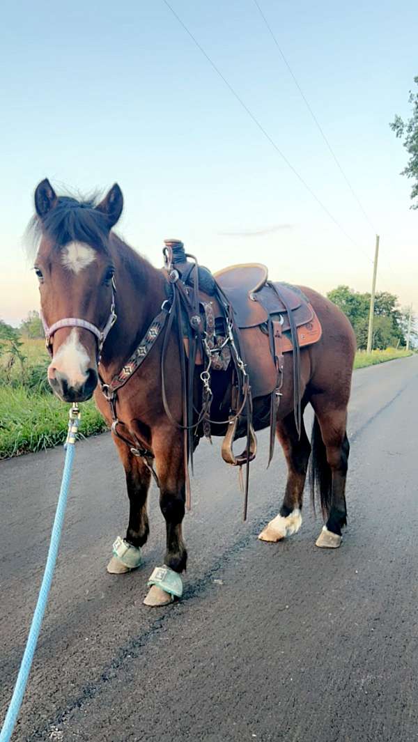 crossbred-pony-gelding