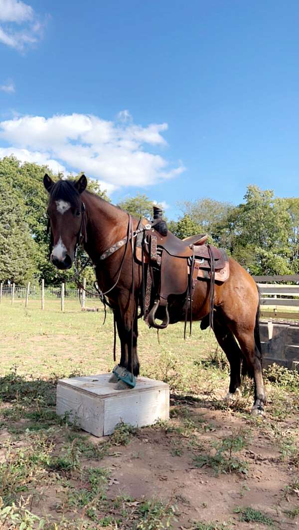 crossbred-pony-for-sale