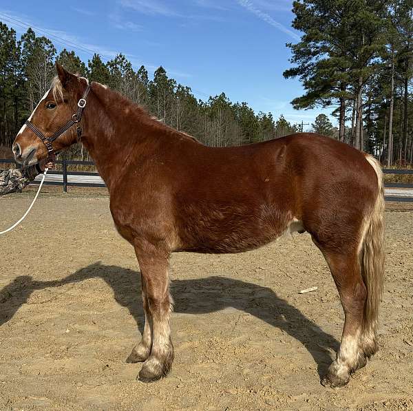 english-or-western-belgian-horse