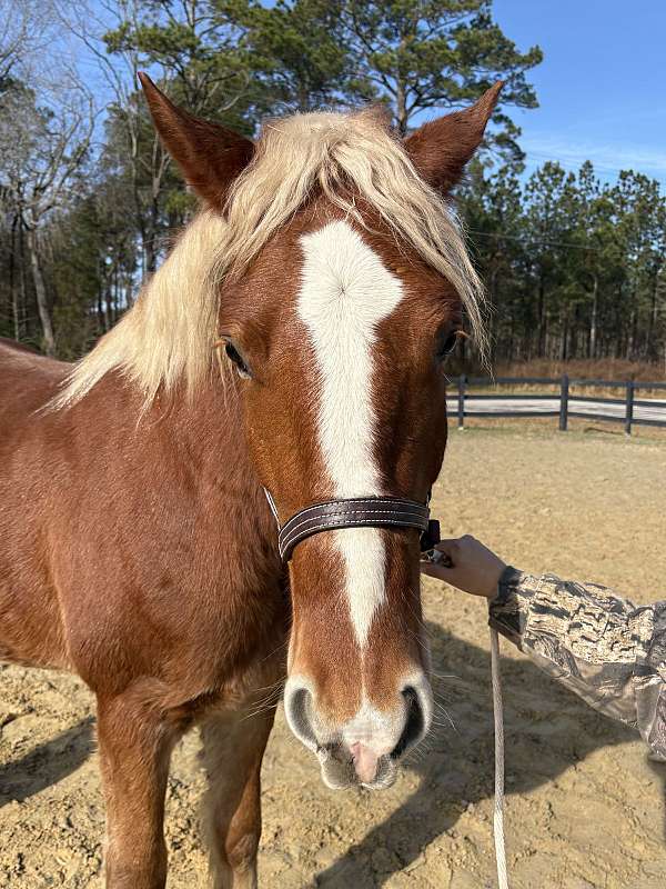 fella-belgian-horse