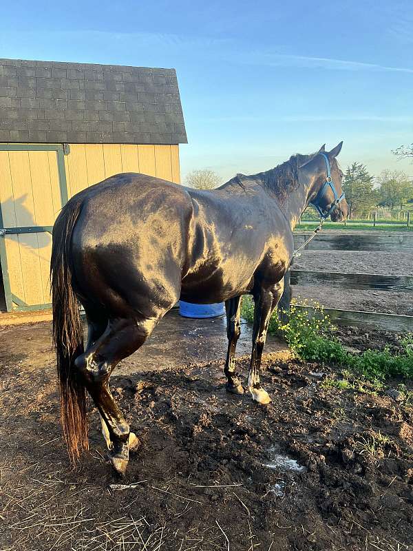 barrel-racing-quarter-pony