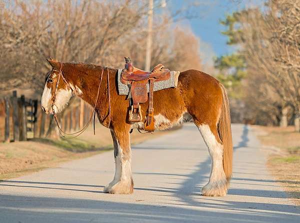 everything-clydesdale-horse