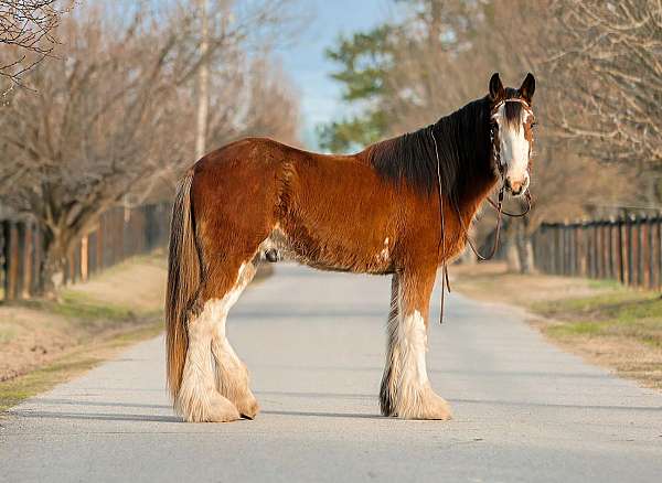 facebook-clydesdale-horse