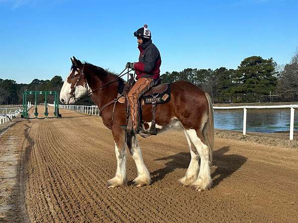 high-clydesdale-horse