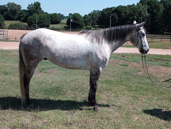 performance-roping-gelding