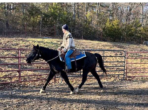 aqha-quarter-horse