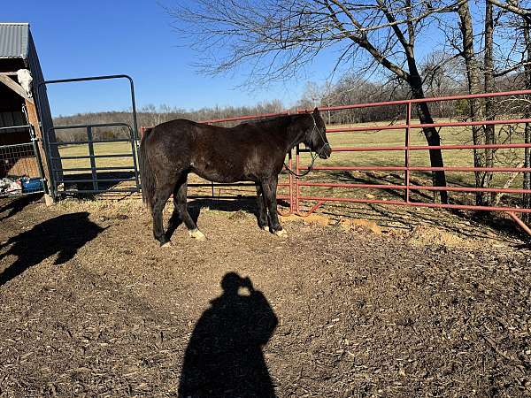 aqha-gelding-quarter-horse