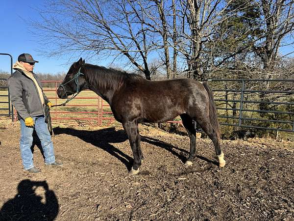 gelding-quarter-horse