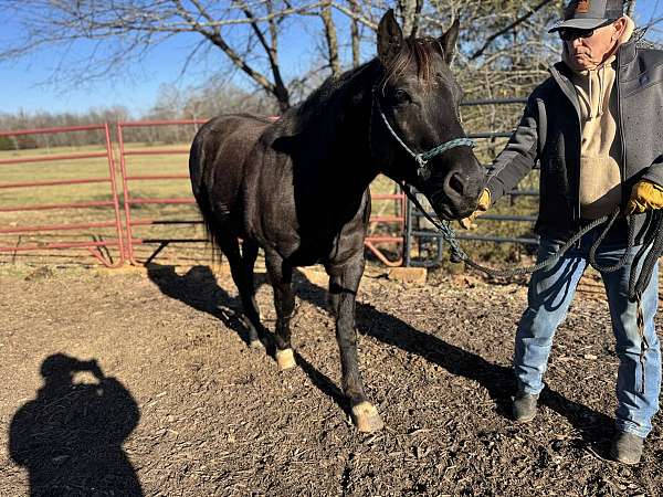 male-quarter-horse