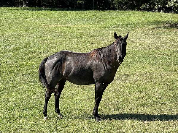 blue-roan-quarter-horse-gelding