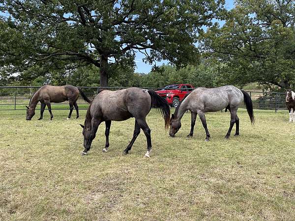 blue-roan-all-around-horse