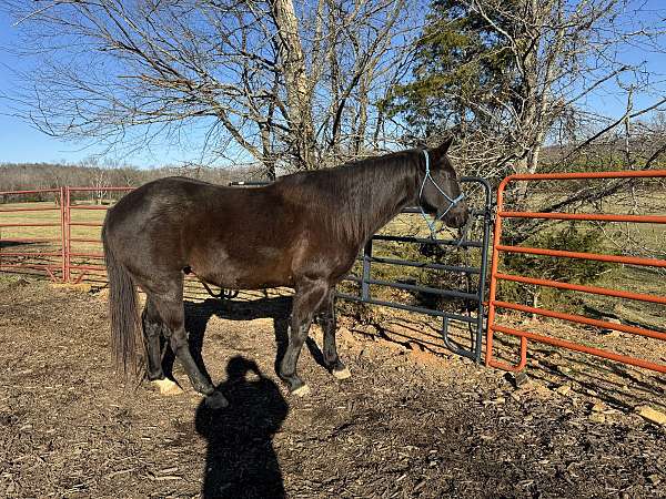 all-around-gelding