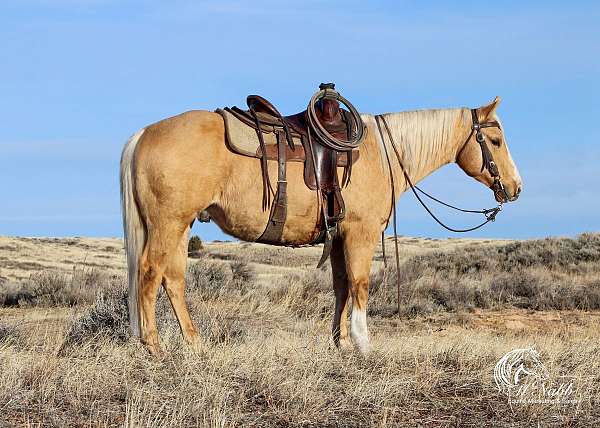 all-around-quarter-horse