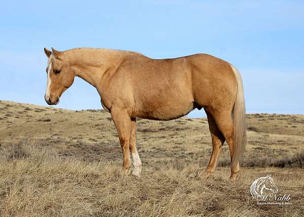 heel-quarter-horse