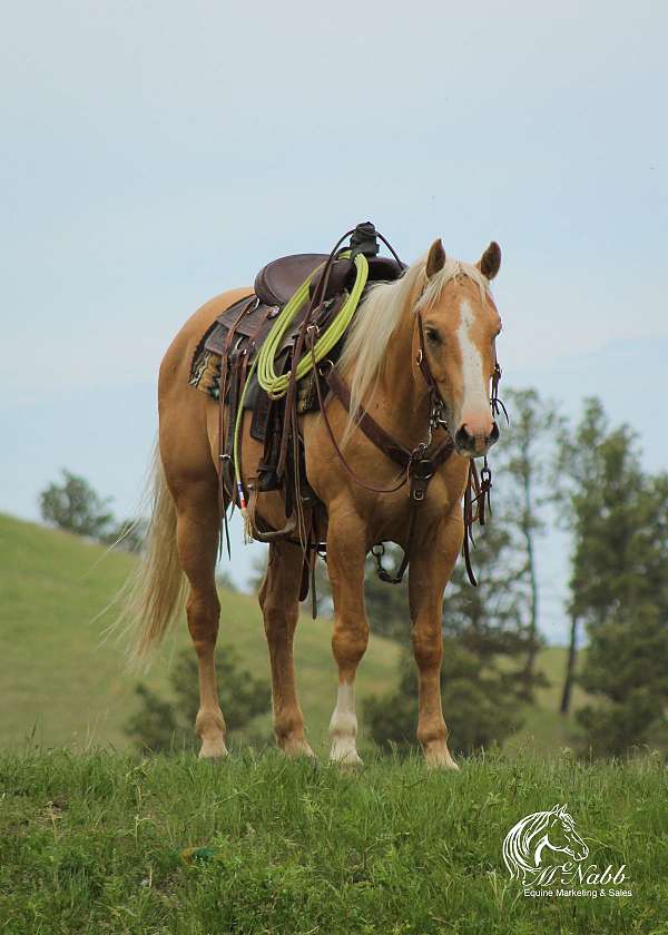 kid-safe-quarter-horse