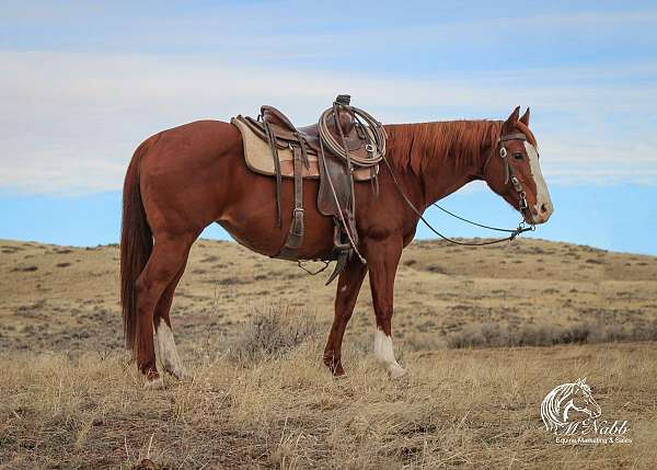 kid-safe-quarter-horse