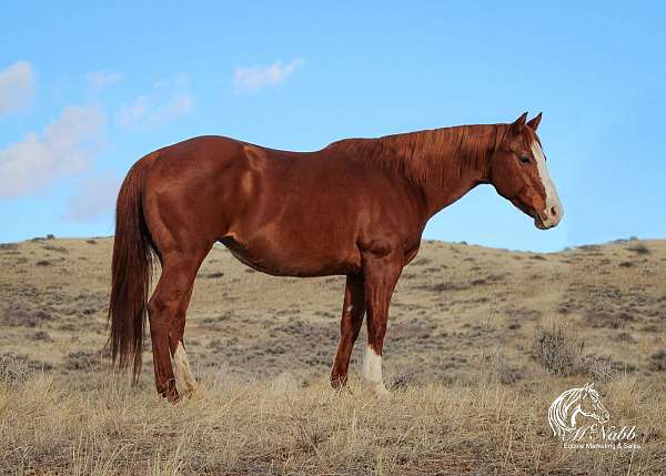 ranch-quarter-horse