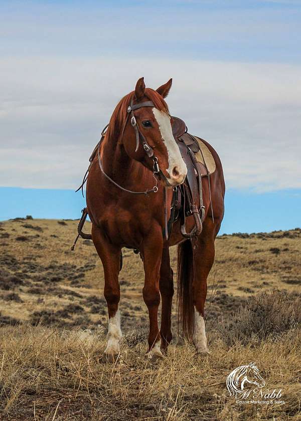 ranch-versatility-quarter-horse