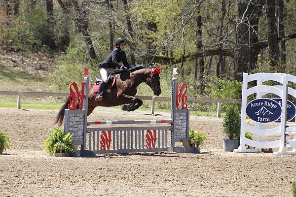 hunter-jumper-thoroughbred-horse