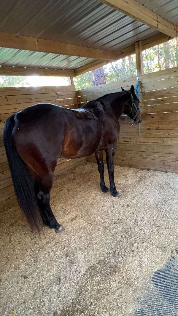 quarter-horse-for-sale