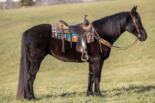 all-round-percheron-horse