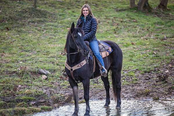 beginner-friendly-percheron-horse