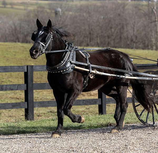 colton-percheron-horse