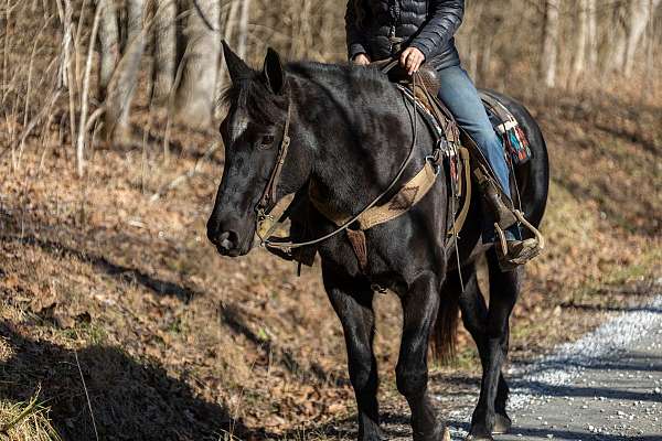 comes-percheron-horse