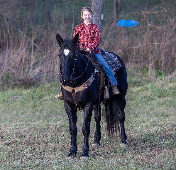 creeks-percheron-horse