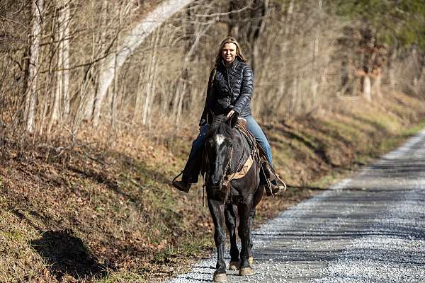 etc-percheron-horse