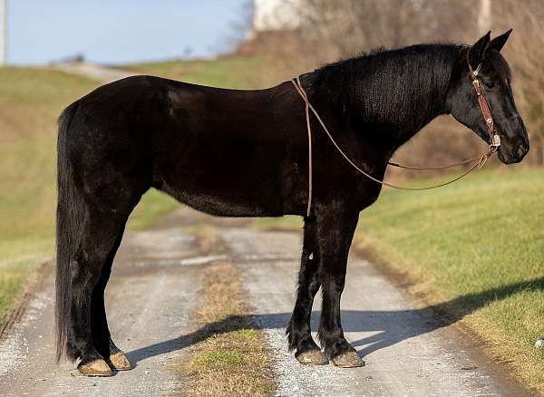 hills-percheron-horse