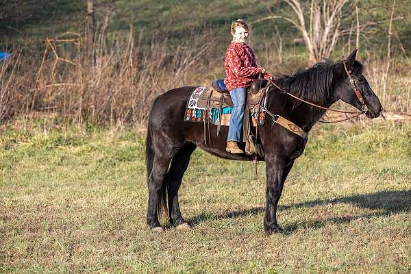 level-percheron-horse