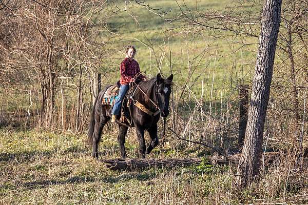 lots-of-experience-percheron-horse