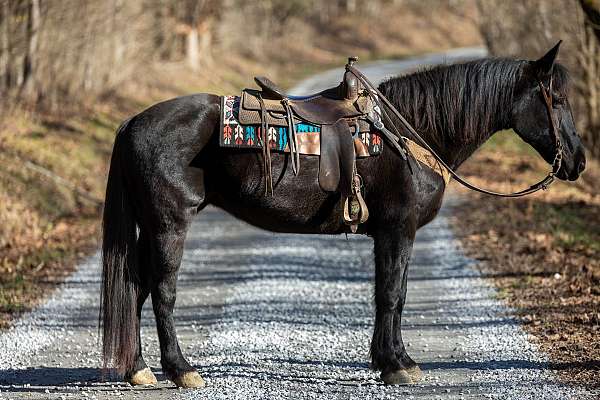 mount-percheron-horse