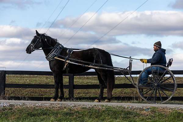 neck-reins-percheron-horse