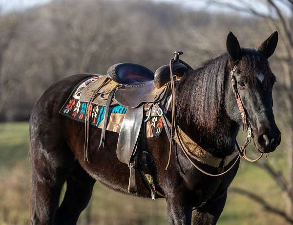 obstacle-percheron-horse